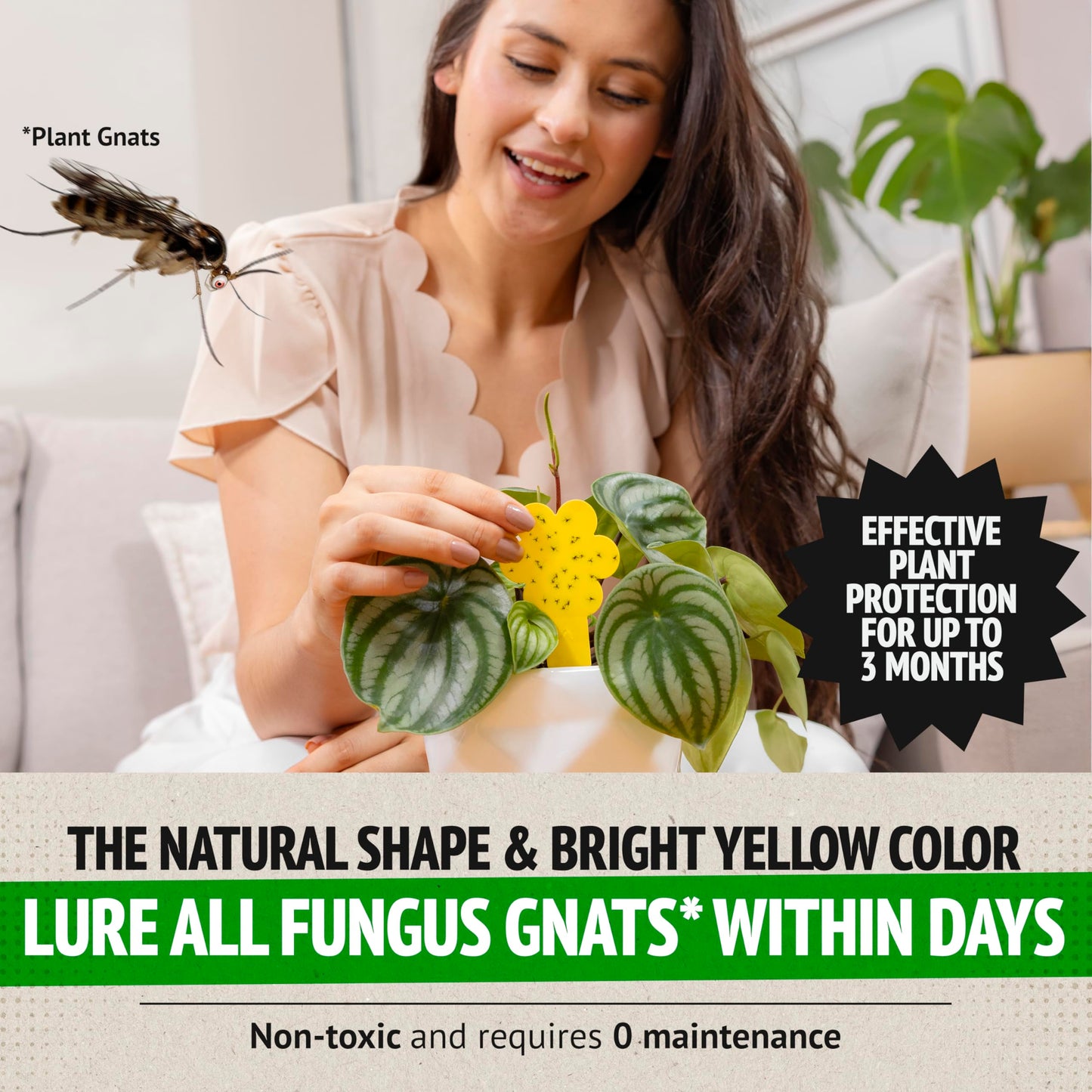 Lure Fungus Gnat Within Days