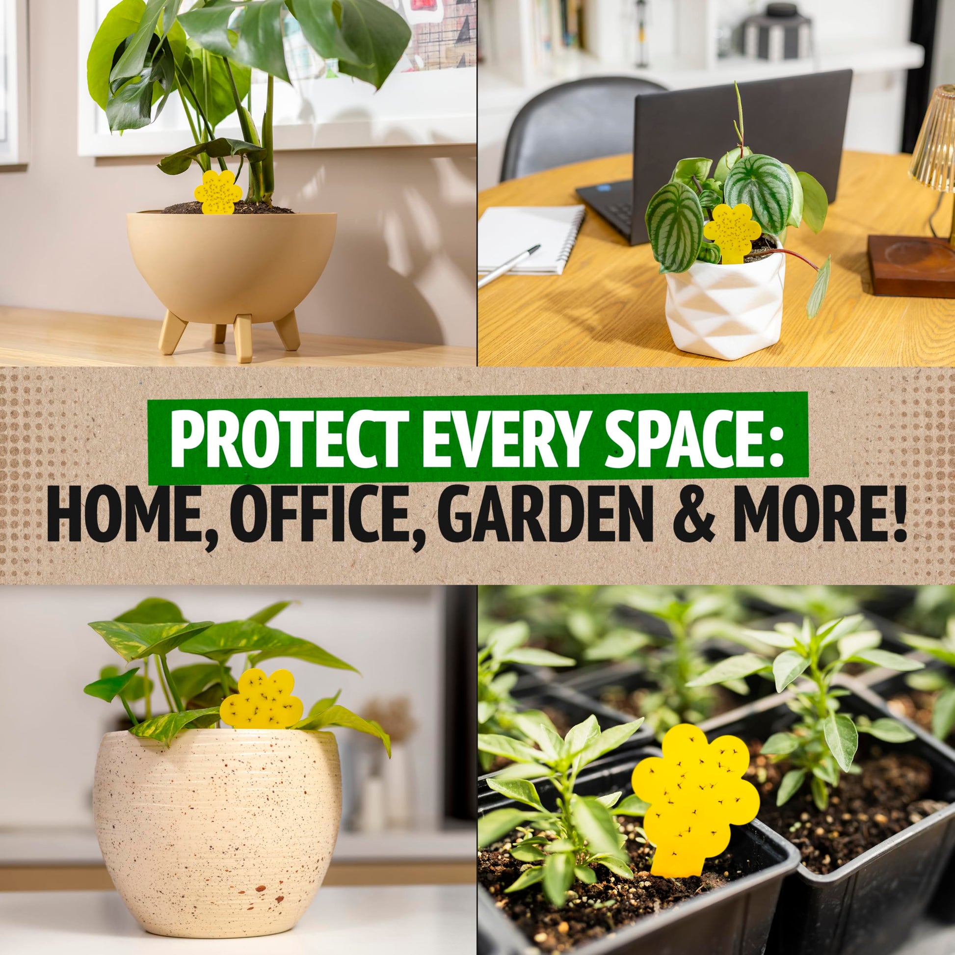 Protect Your Space with Plant Fly Traps
