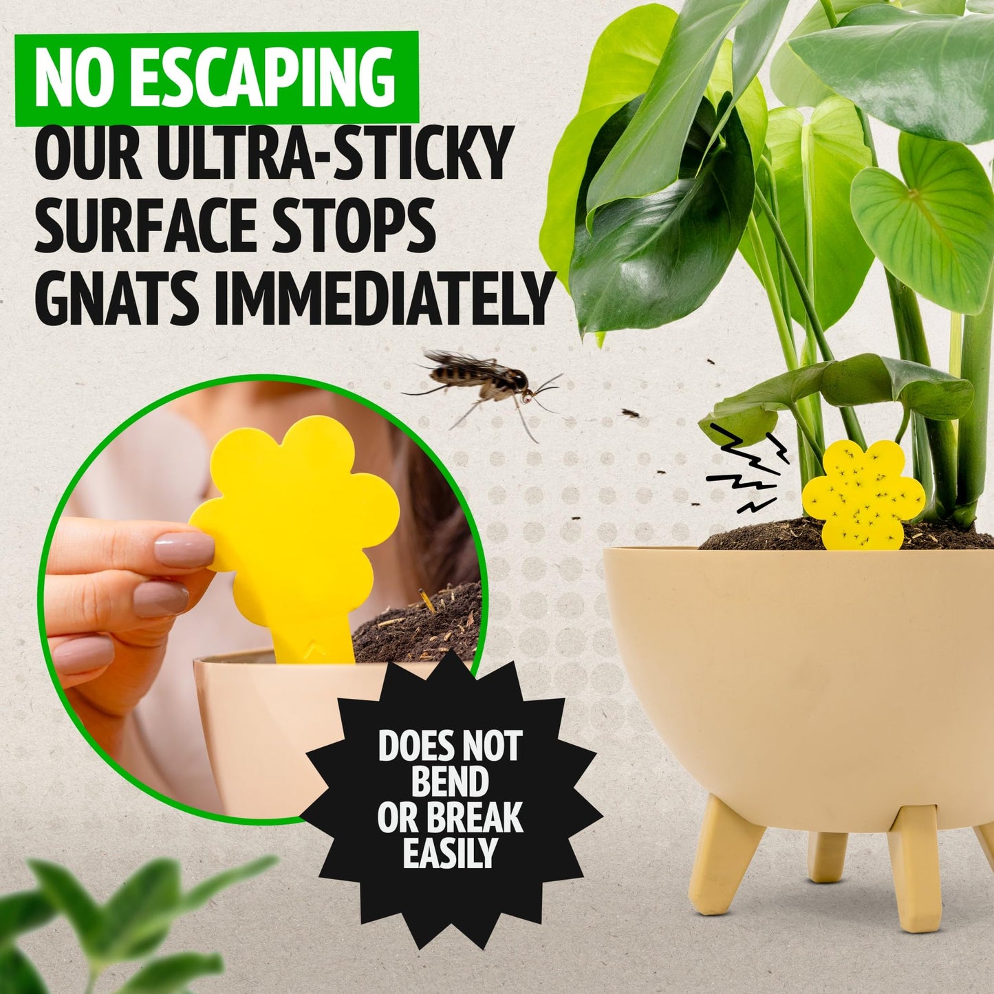Ultra-Sticky Fungus Gnat Traps