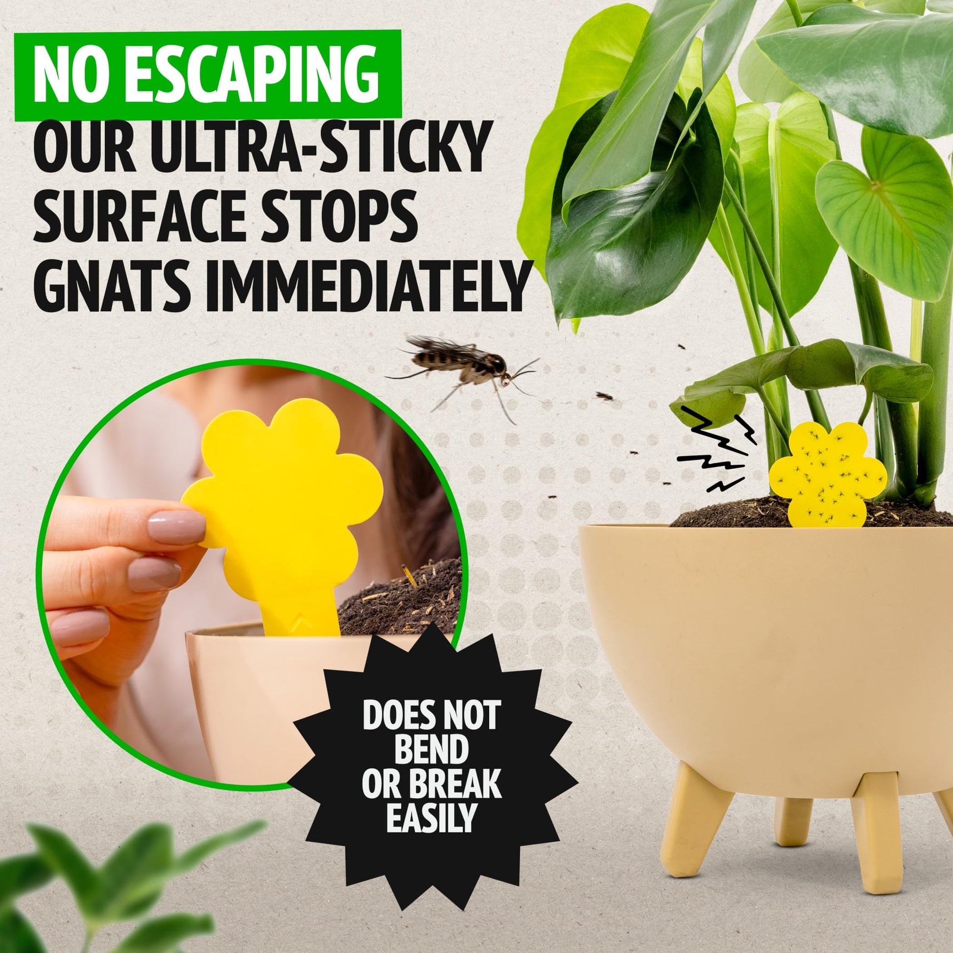 Super Ninja's Sustainable Plant Fly Traps – EcoTraps